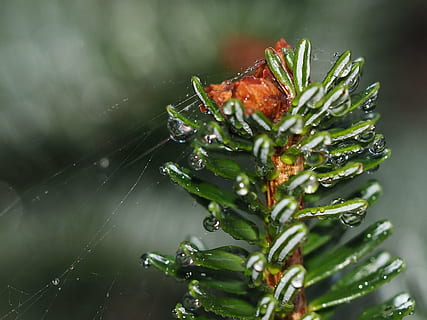 branca, web, agulles, rosada, gotes, branques, naturalesa, primer pla, tirar, planta, macro, aigua, humit, bellesa a la natura, creixement, cap gent, frescor, flor, planta amb flors, pluja, fragilitat, color verd, gota de pluja, a l'aire lliure, vulnerabilitat, puresa, cap de flor, primavera, temporada de pluges, pi, arbre de coníferes, 4K, CC0, domini públic, lliure de regalies