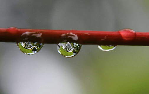 selektiv, Foto, rot, Ast, Wassertropfen, roter Baum, tropfen, Tau, Regentropfen, schließen, Reflexion, Tröpfchen, fallen, Wasser, keine Leute, Nahansicht, Studioaufnahme, nass, Pflanze, Natur, selektiver Fokus, Frische, Fokus auf den Vordergrund, Reinheit, Tag, draußen, extreme Nahaufnahme, Schönheit in der Natur, Wachstum, 4K, CC0, gemeinfrei, lizenzfrei