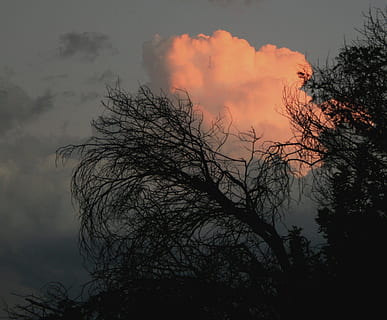 núvols, densa, rodó, posta de sol, rosa ataronjat, brillant, brillar, llum, lluminós, arbres, branques, flexió, arxivar, siluetes, cel gris, arbre, cel, planta, núvol - cel, silueta, arbre nu, branca, bellesa a la natura, vista d’angle baix, naturalesa, escenics - natura, cap gent, tranquil·litat, escena tranquil·la, a l'aire lliure, escena no urbana, idíl·lic, creixement, 1080P, CC0, domini públic, lliure de regalies