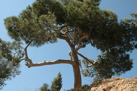 tall, träd, sommar, skog, tallar, granbarr, växt, himmel, natur, tillväxt, dag, lugn, skönhet i naturen, klar himmel, trunk, trädstam, lågvinkelvy, inget folk, scenics - natur, solljus, gren, utomhus, lugn plats, grön färg, icke-urbana scenen, 2K, CC0, offentligt domän, royaltyfria