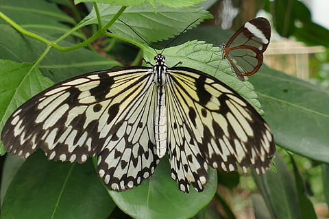 borboleta, inseto, perto, dois, borboletas, animal, natureza, edelfalter, desembarcou, transparente, borboleta de asa de vidro, borboleta - inseto, temas animais, animais em estado selvagem, um animal, folha, invertebrado, animais selvagens, asa animal, parte da planta, fechar-se, beleza na natureza, plantar, marcações de animais, ninguém, cor verde, dia, focar em primeiro plano, ao ar livre, 5K, CC0, domínio público, royalty free