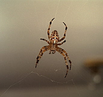 hämähäkki, verkko, crusader, hyönteinen, arachnid, hämähäkinverkko, niveljalkaisten, selkärangaton, eläinten teemoja, hauraus, eläimiä, eläin, yksi eläin, eläinten villieläimet, lähikuva, keskittyä etualalle, ei ihmisiä, eläimen kehon osa, luonto, päivä, eläintiede, alttius, eläimen jalka, ulkona, 1080P, CC0, public domain, rojaltivapaa