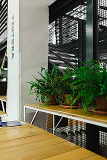 flowerpots, exhibition, Plants, pot, exposition, expo, flowerpot, modern, indoors, no People, architecture, table, window, built Structure, office, home interior, plant, day, tree, nature, glass - material, growth, wood - material, building, green color, furniture, railing, absence, houseplant, 5K, CC0, public domain, royalty free