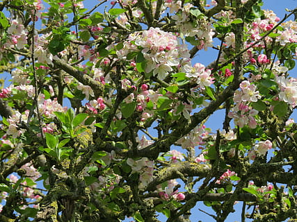 primavera, Mela, fiore, albero, giardino, albero da frutta, fiori, fioritura, natura, colore rosa, ramo, fiorire, petalo, testa di fiore, pianta, foglia, stagione, pianta fiorita, crescita, freschezza, bellezza nella natura, vulnerabilità, fragilità, Inquadratura dal basso, giorno, nessuno, all'aperto, avvicinamento, fiore di ciliegio, ciliegio, 4K, CC0, dominio pubblico, privo di copyright