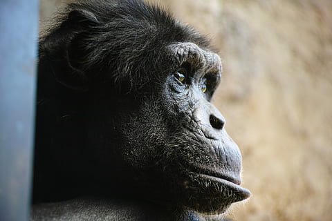 chimp, beždžionė, veidas, profilis, veido išraiškos, vienas gyvūnas, gyvūnų gyvūnija, gyvūnų temos, gyvūnams, gyvūnų galva, gorila, primatas, gyvūnas, žinduolių, beždžionės, Iš arti, portretas, gyvūnų kūno dalis, nėra žmonių, dieną, ieško, stuburiniai, sutelkti dėmesį į naujas žinias, zoologijos sodas, profilio rodinys, kontempliacija, 4K, CC0, Viešasis domenas, nemokamai