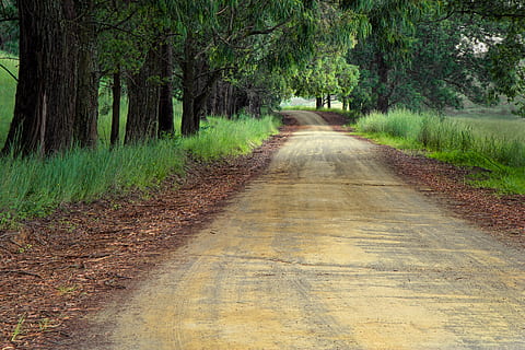 woodland, street way, daytime, road, direction, path, destination, way, journey, forward, progress, perspective, landscape, opportunity, travel, highway, trip, achievement, goal, ahead, transportation, future, walk, drive, rustic, countryside, lane, alone, route, tree, the way forward, nature, forest, diminishing perspective, no people, outdoors, straight, plant, land, tranquility, growth, tranquil scene, dirt road, dirt, vanishing point, day, beauty in nature, non-urban scene, treelined, long, 5K, CC0, public domain, royalty free
