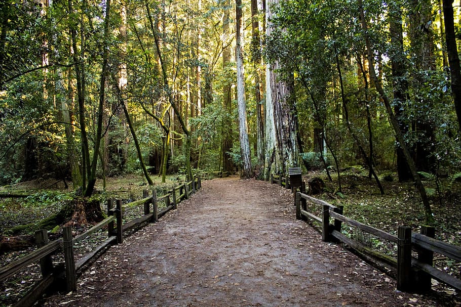 empty, road, forest, pathway, footpath, woods, environment, trees, path, walk, way, rural, tranquil, countryside, nature, scenery, walkway, fence, fencing, scenic, hiking, greenery, tree, plant, the way forward, tranquility, direction, land, beauty in nature, growth, tranquil scene, day, green color, railing, no people, trunk, tree trunk, woodland, scenics - nature, outdoors, bamboo - plant, 1080P