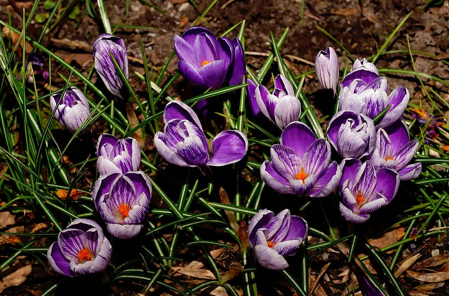 safrà, flor, florir, primavera, flors, porpra, flors de primavera, frühlingsanfang, naturalesa, plena floració, jardí, signes de la primavera, tancar, marxa, blanc, planta, planta amb flors, pètal, vulnerabilitat, fragilitat, bellesa a la natura, frescor, iris, inflorescència, cap de flor, creixement, primer pla, camp, terra, cap gent, dia, a l'aire lliure, 4K