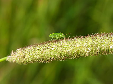 frunză bug, insectă, animale, pădure, gândac, animal, pădure, luncă, natură, Culoarea verde, a închide, plantă, macro, frunze, creştere, prospeţime, iarbă, primăvară, vară, în aer liber, fundaluri, frumusețe în natură, să se concentreze asupra primelor elemente, nici o persoana, zi, parte a plantelor, selectiv, animale tematice, fragilitate, floare, începuturi, plante stem, 2K, CC0, domeniu public, fără drepturi de autor