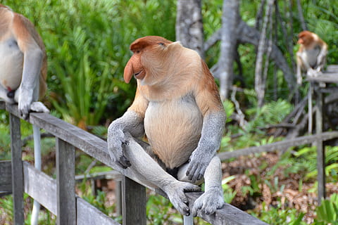 selectiu, focalitzar la fotografia, mico de la probòssia, assegut, graella, primat, mico, mico de nas molt llarg, nas, Borneo, vida salvatge, Proboscis, animal, mamífer, naturalesa, animals a la natura, fauna animal, un animal, temes d'animals, cap gent, vertebrats, grup d’animals, arbre, bosc, longitud completa, dos animals, dia, centrar-se en primer pla, a l'aire lliure, zoo, selva tropical, 1080P, CC0, domini públic, lliure de regalies