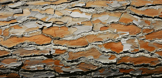 escorça, fusta, arbre, estructura, marró, textura, fons, patró, maó, funció de construcció de parets, esquerdat, material, ciment, aspre, resum, arquitectura, marc complet, cap gent, primer pla, dia, sòls, estructura construïda, vista d’angle alt, paret, repetició, patró natural, a l'aire lliure, creativitat, espatllat, 2K, CC0, domini públic, lliure de regalies