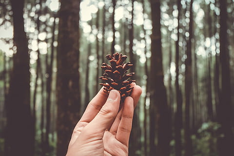 persona, detenzione, Marrone, pigna, cono, albero, foresta, bosco, mano umana, mano, terra, parte del corpo umano, una persona, concentrarsi sulle conoscenze acquisite, pianta, natura, giorno, persone reali, persona irriconoscibile, parte del corpo, tronco d'albero, tronco, dito, all'aperto, albero di conifere, Pino, arto umano, 4K, CC0, dominio pubblico, privo di copyright
