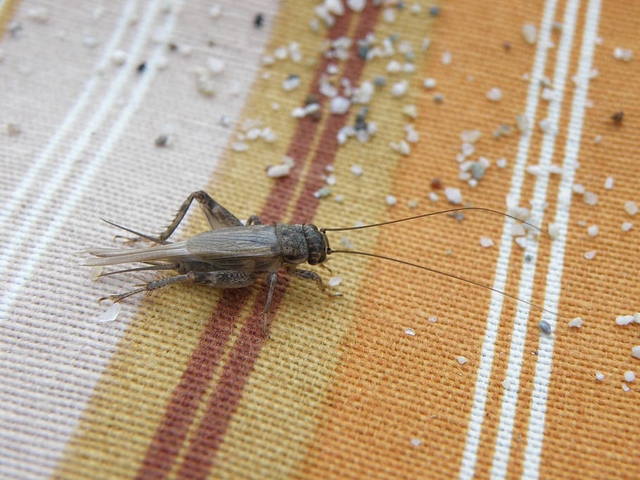 cricket, insecte, sorra, temes d'animals, animal, fauna animal, un animal, invertebrat, animals a la natura, primer pla, cap gent, ombra, naturalesa, vista d’angle alt, dia, a l'aire lliure, llum solar, part del cos dels animals, centrar-se en primer pla, marró, estora, material de fusta, 2K