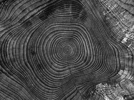 fechar-se, fotografia, ilusão em espiral, árvore, bunda, cortando, rasgar, abstrato, toco de árvore, natureza, lenha, madeira, desmatamento, exploração madeireira, silvicultura, carpintaria, registro, musgo, linhas de vida, padronizar, quadro completo, origens, texturizado, ninguém, padrão natural, grão de madeira, madeira - material, tronco de árvore, plantar, tronco, anel de árvore, ao ar livre, forma geométrica, forma, concêntrico, nível de superfície, 1080P, CC0, domínio público, royalty free