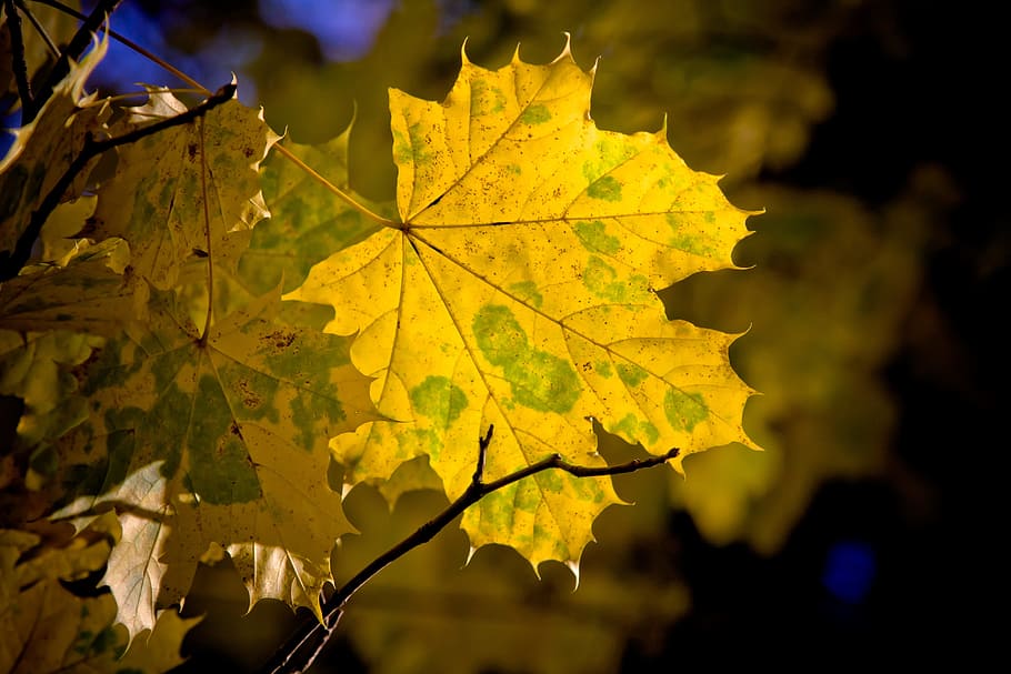 ahorn, blad, ahorn blade, efterår, natur, efterår farver, sæson, kanon, eos 40d, plante del, fokus på forgrunden, lave om, ahorn blad, skønhed i naturen, plante, tæt på, gul, udendørs, bladvenen, ingen mennesker, dag, træ, vækst, ahorntræ, sollys, blade, naturlig tilstand, 4K