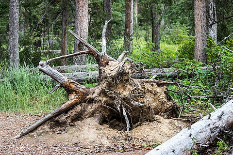 arbre caigut, arrels, bosc, argila, branca, mort, fusta, naturalesa, arbre, caigut, tronc, paisatge, color, escènic, harmonia, scape, solitud, aspre, textura, nus, rocós, taronja, marró, verd, caminada, senderisme, tempesta, malaltia, prat, jaspe, alberta, Canadà, estiu, salvatge, planta, terra, tronc de l'arbre, tranquil·litat, material de fusta, creixement, dia, escena no urbana, cap gent, arrel, medi ambient, bellesa a la natura, caient, planta morta, a l'aire lliure, escorça, 4K, CC0, domini públic, lliure de regalies