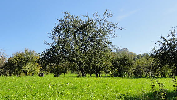 grünblättrige Pflanze, Obstgarten, Obstbaum, Birne, Sommer-, Baum, Wiese, Landschaft, Natur, Schwäbische Alb, bitz, bongert, bungert, Obstanbau, Gras, Landwirtschaft, grüne Farbe, Feld, Pflanze, Himmel, Schönheit in der Natur, Umgebung, Ruhe, ruhige Szene, Land, Tag, keine Leute, Wachstum, Szenen - Natur, Blau, klarer Himmel, Sonnenlicht, draußen, 2K, CC0, gemeinfrei, lizenzfrei