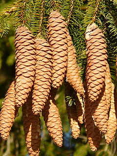 pinjekegler, hanen, træ, nåletræ, fælles gran, picea abies, rød gran, gran, Picea, tæt på, ingen mennesker, plante, natur, dag, vækst, fokus på forgrunden, sollys, blad, udendørs, plante del, fuld ramme, skønhed i naturen, hængende, grøn farve, mad, friskhed, mønster, baggrunde, blade, 2K, CC0, offentligt domæne, royaltyfrie