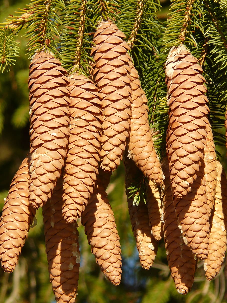 pinyes, aixeta, arbre, conífera, avet comú, picea abies, avet vermell, picea, primer pla, cap gent, planta, naturalesa, dia, creixement, centrar-se en primer pla, llum solar, full, a l'aire lliure, part de la planta, marc complet, bellesa a la natura, penjant, color verd, menjar, frescor, patró, fons, fulles, 2K