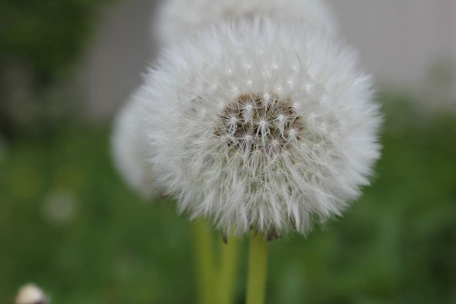 diente de león, flor, botón de oro, naturaleza, centrarse en primer plano, fragilidad, de cerca, planta, vulnerabilidad, planta floreciendo, frescura, belleza en la naturaleza, el color blanco, crecimiento, nadie, inflorescencia, día, cabeza de flor, blandura, enfoque selectivo, semilla de diente de león, 5K