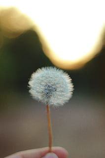 henkilö, tilalla, voikukka, valikoiva, tarkennuskuva, valkoinen, lähikuvaus, kukka, varsi, seedhead, luonto, kasvi, lähikuva, yksi kukka, siemen, makro, kesä, kevät, pörröinen, hauraus, kasvitiede, kukka pää, kauneus luonnossa, pehmeys, ihmiskehon osa, keskittyä etualalle, alttius, päivä, yksi henkilö, tuoreus, ihmisen käsi, käsi, voikukan siemeniä, kasvien varsi, ulkona, sormi, ruumiin osa, 5K, CC0, public domain, rojaltivapaa