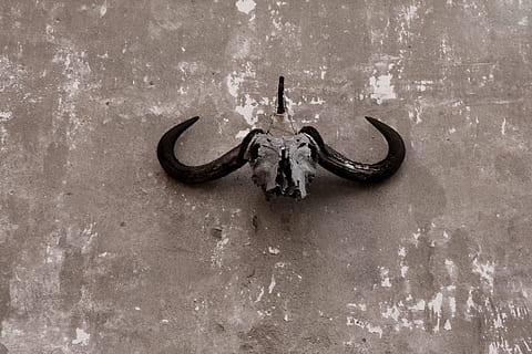 Skull, Gnu, Ox, Wall, Grunge, Bone, Dead, death, animal, head, buffalo, old, rusty, dirty, no people, day, outdoors, close-up, animal themes, horned, wall - building feature, animal wildlife, metal, animal skull, animal body part, art and craft, mammal, creativity, one animal, animal representation, weathered, animal head, ornate, 5K