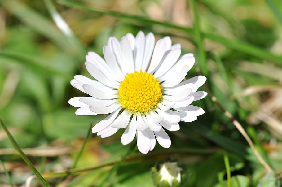 daisy, hvid, græs, eng, have, blomst, plante, blomstre, flor, tæt, forår, tidlig blomer, blomstrende plante, vækst, skønhed i naturen, friskhed, kronblad, skrøbelighed, sårbarhed, natur, hvid farve, blomsterhoved, tæt på, blomsterstand, gul, pollen, udendørs, positive følelser, ren, renhed, blødhed, 4K