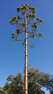 arbre, mar, platja, pi, planta, cel, vista d’angle baix, dia, naturalesa, blau, cel clar, creixement, cap gent, alta - alta, tronc, tronc de l'arbre, a l'aire lliure, bellesa a la natura, llum solar, pol, branca, tranquil·litat, terra, 2K, CC0, domini públic, lliure de regalies