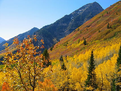 skog nær fjell, trær, skog, høst, falle, blå himmel, natur, osp, fjellene, landskap, endrer blader, høstfarger, gul, fjell, tre, utendørs, skjønnhet i naturen, anlegg, naturskjønnhet - natur, rolig scene, endring, himmel, ro, vekst, ingen folk, ikke-urbane scene, fjellkjede, dag, land, idylliske, miljø, høstsamling, fjelltopp, naturlig tilstand, 1080P, CC0, offentlig domene, opphavsrett gratis
