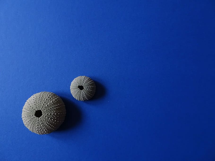 to, grå, havskaller, rund, Brun, decors, cirkel, sten-, minimal, blå baggrund, natur, studio skud, blå, farvet baggrund, bold, kopiere plads, ingen mennesker, indendørs, golf, sfære, golfbold, tæt på, sport, stilleben, to objekter, høj vinkel visning, fritidsaktivitet, tager et skud - sport, enkelhed, golfbane, 4K
