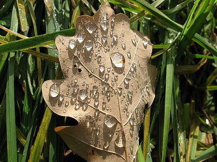 Blatt, Herbst, Tau, Lichteffekte, Nahansicht, Pflanze, Tag, Natur, grüne Farbe, Pflanzenteil, keine Leute, Fokus auf den Vordergrund, Wachstum, Schönheit in der Natur, Gras, draußen, fallen, Wasser, nass, Zerbrechlichkeit, natürliches Muster, Verletzlichkeit, Grashalm, Blätter, Regentropfen, 2K, CC0, gemeinfrei, lizenzfrei