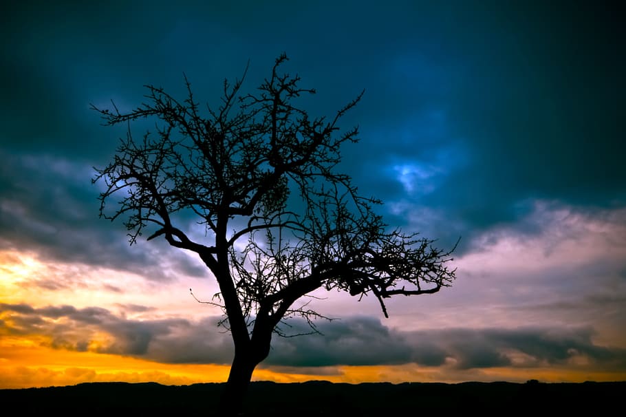 foto de la silueta, nua, arbre, posta de sol, paisatge, naturalesa, tardor, colorit, groc, arbres, núvol - cel, cel, silueta, bellesa a la natura, color taronja, escenics - natura, tranquil·litat, escena tranquil·la, medi ambient, planta, cap gent, a l'aire lliure, cel dramàtic, nit, terra, 4K