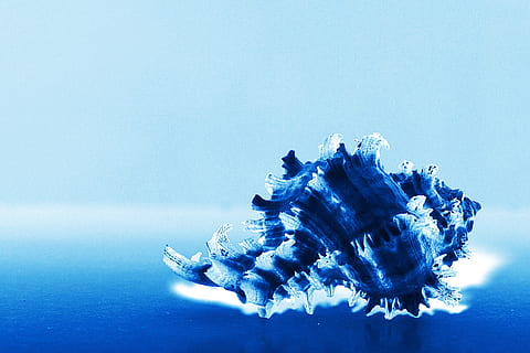 blu, conchiglia, nessuno, acqua, mare, in casa, copia spazio, girato in studio, natura, sfondo colorato, avvicinamento, natura morta, sfondo blu, singolo oggetto, modello, bellezza nella natura, giorno, subacqueo, forma, purezza, marino, 1080P