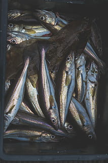 jo sóc, sóc la meitat, viu, sentir, sobretot, mort, lot de peix de plata, cistella, peix, captura, ull, Caixa, menjar i beguda, menjar, frescor, marisc, vertebrats, alimentació saludable, benestar, animal, mercat, aliments crus, cap gent, a la venda, gran grup d'objectes, abundància, venda al detall, contenidor, vista d’angle alt, primer pla, indústria pesquera, consumisme, 5K, CC0, domini públic, lliure de regalies