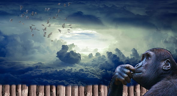 foto, mico, mirant, núvols, primat, concepte, símbol, animal, art, disseny, negre, gràfic, zodiac, mamífer, icona, masculí, astrologia, silueta, vida salvatge, cultura, fons, aïllat, primitiu, home, lunar, Xina, persona, element, xinès, figura, humà, homínid, gent, feliç, forma, antic, festa, nou, salvatge, estil, pal, caminar, jungla, curs, oriental, targeta, 1, celebració, goril·la, pensar, dom, imaginació, pensament, ment, intel·ligència, volant, ocells, ramat, cel, núvol - cel, naturalesa, compost digital, temes d'animals, fauna animal, un animal, a l'aire lliure, animals a la natura, vertebrats, bellesa a la natura, dia, medi ambient, cap gent, contemplació, seguretat, 2K, CC0, domini públic, lliure de regalies