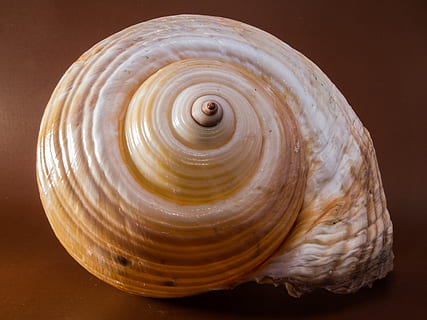 fotografia de petxines blanques, blanc, petxina de mar, fotografia, shell, cargol, tancar, closca d’animals, espiral, naturalesa, animal, macro, primer pla, mol·lusc, marró, mar, la vida marina, fòssil, un animal, cap gent, tir de l'estudi, patró natural, sol objecte, patró, a l'interior, remolí, fons de colors, fauna animal, forma, sòlid, bellesa a la natura, geologia, 4K, CC0, domini públic, lliure de regalies