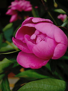 Peony, Flower, Button, nature, plant, petal, leaf, flower Head, summer, pink Color, beauty In Nature, rose - Flower, red, close-up, blossom, springtime, flowering plant, freshness, fragility, vulnerability, inflorescence, growth, focus on foreground, no people, plant part, rose, 2K, CC0, public domain, royalty free
