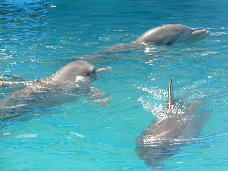 dofins, piscina, dominicà, tres, República, exòtic, país, bonic, animal, mar, platja, estiu, festa, aigua, dofí, nedar, dos animals, animals a la natura, temes d'animals, fauna animal, grup d’animals, mamífer, vertebrats, naturalesa, sota l'aigua, dia, davant del mar, mamífer aquàtic, cap gent, a l'aire lliure, marí, color turquesa, 720P