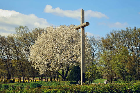 grå, beton, kryds, træer, kirkegård, forår, træ, himmel, natur, landskab, opstandelse, påske, plante, vækst, sky - himmel, skønhed i naturen, dag, Mark, religion, jord, ro, græs, ingen mennesker, rolig scene, udendørs, grøn farve, miljø, tro, 4K, CC0, offentligt domæne, royaltyfrie
