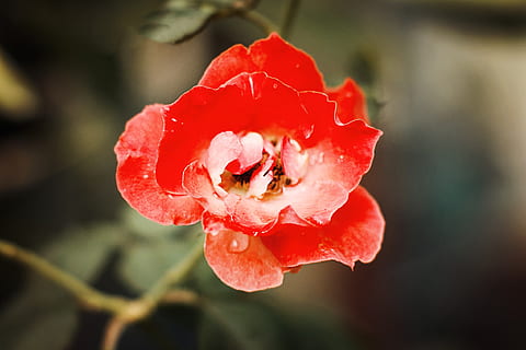 Rose, rubis, fleurs, rad, la nature, fleur, plante à fleurs, fraîcheur, beauté dans la nature, tête de fleur, fragilité, pétale, inflorescence, plante, vulnérabilité, fermer, croissance, laissez tomber, une rose, rouge, humide, eau, en plein air, personne, rosée, 1080P, CC0, domaine public, libre de droits