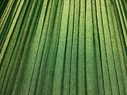 Muster, Grün, Textur, Jahrgang, geometrisch, Stoff, Linien, Streifen, retro, Textil-, Nahansicht, abstrakt, Hintergründe, Vollbild, grüne Farbe, keine Leute, Wachstum, Schönheit in der Natur, Pflanze, gestreift, Tag, natürliches Muster, Natur, texturiert, Landwirtschaft, draußen, Blatt, Land, Pflanzenteil, Baum, Palmblatt, 2K, CC0, gemeinfrei, lizenzfrei