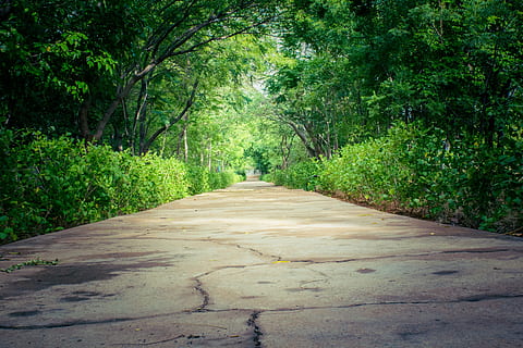 grau, Beton, Straße, Grün, blätterte, Baumtunnel, Natur, Pfad, Weg, Landschaft, draussen, natürlich, Morgen, Umgebung, niemand, Baum, Wald, Fußweg, draußen, grüne Farbe, keine Leute, ländliche Szene, einspurige Straße, szenen, der Weg nach vorn, abnehmende Perspektive, Schotterstraße, Transport, Richtung, Pflanze, Wachstum, Tag, Fluchtpunkt, Ruhe, Schönheit in der Natur, Land, ruhige Szene, 5K, CC0, gemeinfrei, lizenzfrei