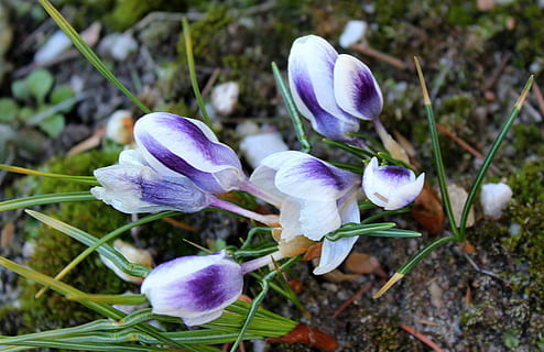 krokus, jarní květiny, duben, jaro, Příroda, květ, rostlina, sezóna, list, kvetoucí rostlina, zranitelnost, křehkost, krása v přírodě, růst, okvětní lístek, svěžest, detail, nachový, květenství, květu hlavy, den, zaměřit se na popředí, nikdo, stonek rostliny, přistát, pole, duhovka, venku, měkkost, 4K, CC0, veřejná doména, bez autorských práv