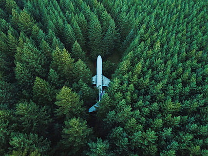 airplane, ground, surrounded, trees, white, middle, forest, daytime, plane, tree, lost, nature, hidden, green, aerial, drone, oregon, random, weird, green color, growth, plant, day, no people, winter, flying, high angle view, outdoors, beauty in nature, art and craft, mid-air, clothing, warm clothing, representation, creativity, 4K, CC0, public domain, royalty free