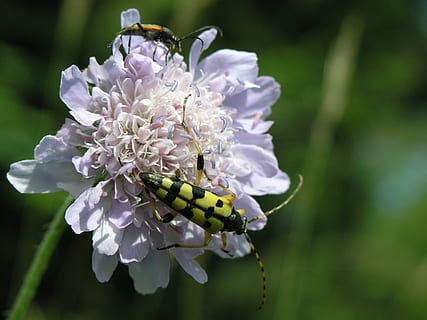 insekt, bille, blomst, blomstrende plante, skrøbelighed, sårbarhed, friskhed, plante, kronblad, skønhed i naturen, vækst, tæt på, blomsterstand, blomsterhoved, fokus på forgrunden, natur, ingen mennesker, dag, botanik, hvid farve, udendørs, park - mand skabt plads, lilla, pollen, flok blomster, 2K, CC0, offentligt domæne, royaltyfrie