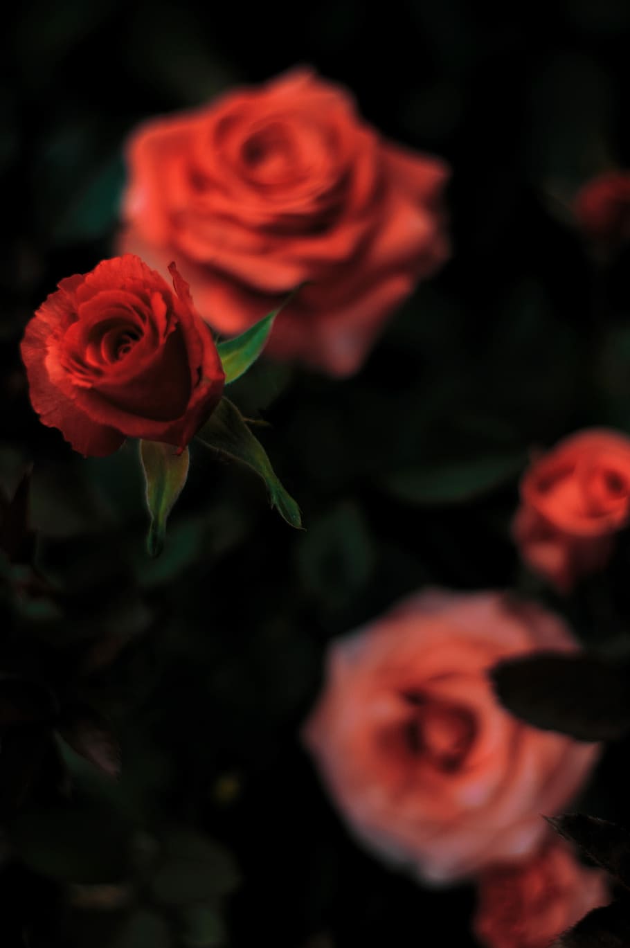 vermell, rosa, poc profund, focalitzar la fotografia, seleccionat, foto del focus, roses, florir, naturalesa, romàntic, amor, macro, primer pla, fosc, profund, pètal, flor, nikon, bonic, tancar, planta amb flors, bellesa a la natura, frescor, planta, vulnerabilitat, fragilitat, flor de roses, inflorescència, cap de flor, cap gent, enfocament selectiu, vista d’angle alt, creixement, a l'aire lliure, fons negre, bouquet, arranjament floral, 5K
