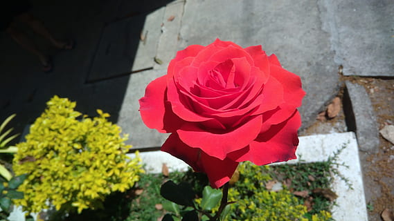 rosa, punainen, intohimo, kukka, kasvi, terälehti, kauneus luonnossa, ruusu-, ruusu kukka, alttius, kukinto, kukka pää, hauraus, luonto, lähikuva, tuoreus, ei ihmisiä, päivä, kasvu, ulkona, 4K, CC0, public domain, rojaltivapaa