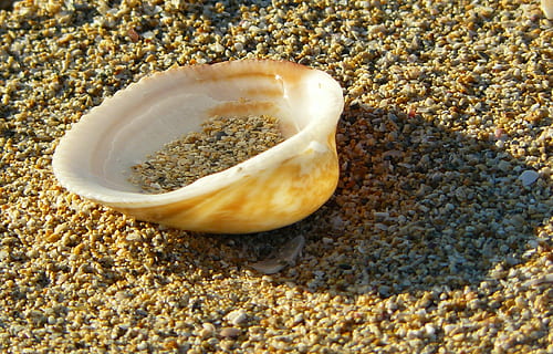 skal, tæt, strand, sand, sandstrand, kyst, natur, rejse, helligdage, ferie, havdyr, maritim, makro, dyr, dyr verden, makrofotografering, lille, havvand, lys, lichtspiel, skygge, hispanic, skyggespil, sandkorn, sandet, jord, tæt på, dag, ingen mennesker, sollys, muslingeskal, dyreliv, hav, dyreskal, dyr i naturen, skønhed i naturen, hav liv, marine, tekstureret, dyre temaer, udendørs, rullesten, grus, 2K, CC0, offentligt domæne, royaltyfrie