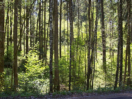 Wald, Bäume, Natur, scheinen, durchscheinen, Sonnenlicht, Baum, Baumstamm, Kiefer, Pflanze, Land, Ruhe, Schönheit in der Natur, Kofferraum, Wachstum, ruhige Szene, Szenen - Natur, grüne Farbe, Nicht-städtische Szene, keine Leute, Tag, Landschaft, Fernbedienung, draußen, Nadelbaum, Bambuspflanze, Kiefernwald, 2K, CC0, gemeinfrei, lizenzfrei