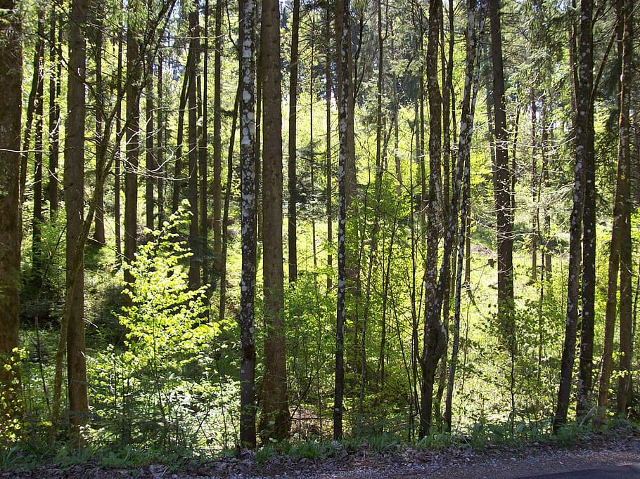 foresta, alberi, natura, splendere, splendere attraverso, luce del sole, albero, tronco d'albero, Pino, bosco, pianta, terra, la tranquillità, bellezza nella natura, tronco, crescita, scena tranquilla, scenics - natura, colore verde, scena non urbana, nessuno, giorno, paesaggio, a distanza, all'aperto, albero di conifere, bambù - pianta, bosco di pini, 2K
